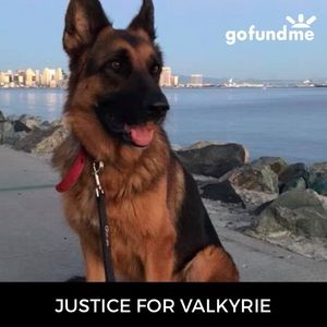 👆Not For Sale!!!!!! 🐶